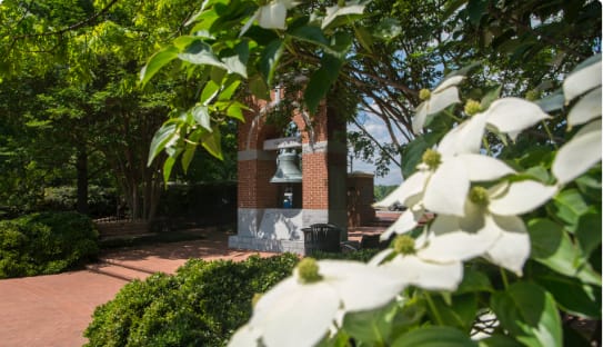 Dogwood trees bloom in the Carillon Garden. 