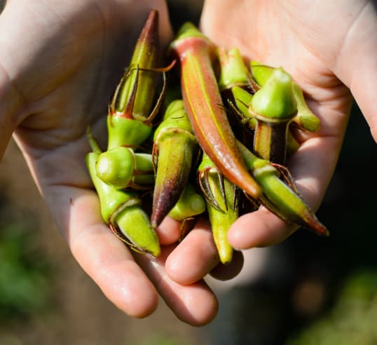 Two hands full of red and green okra.