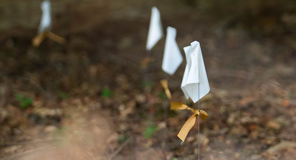 White flags with gold ribbons denoting unmarked graves in Woodland Cemetery.