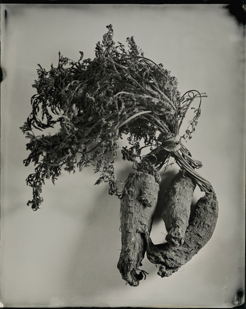 Travis Linville | MFA 2003 | Carrots | Wet plate collodion - tintype