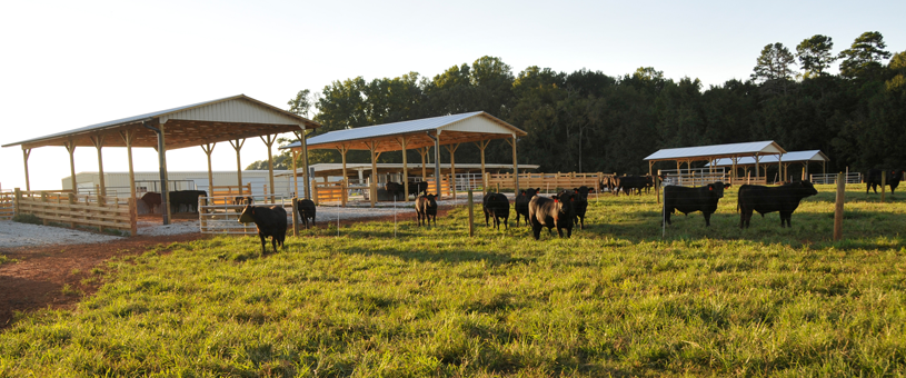 cows and feed trough at piedmont rec on clemson campus