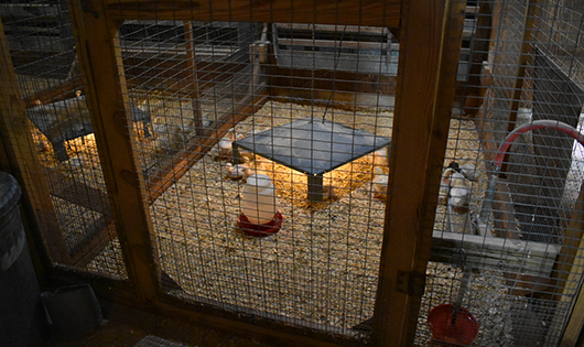 chicks at Morgan Poultry Center