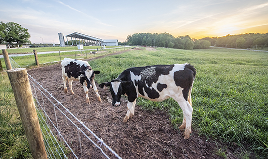 Cows stand and along a fenceline as the sun sets at Clemson University’s LaMaster Dairy Center