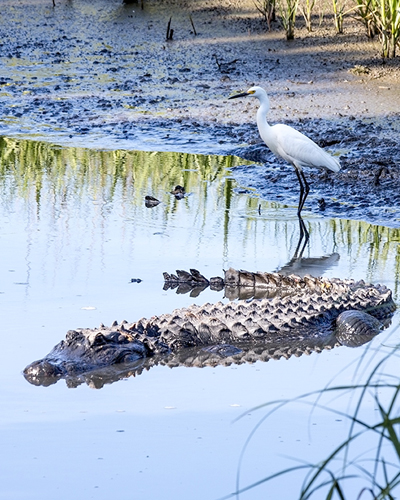 alligator and egret standing at shoreline