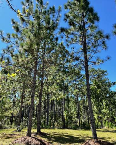 loblolly pine trees
