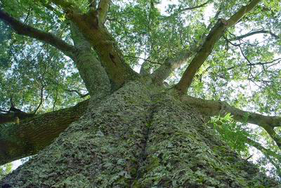 large tree view from the trunk