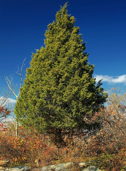 Juniperus virginiana, eastern red cedar