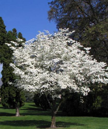 White Flowering Dogwood