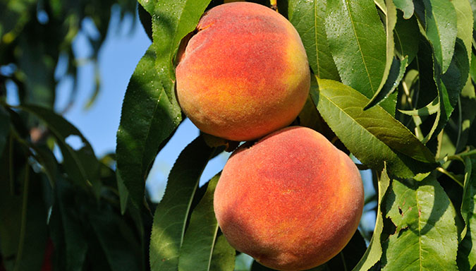 peaches on the vine at musser fruit research farm