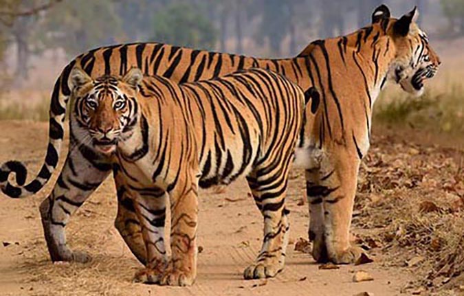 2 tigers standing beside each other