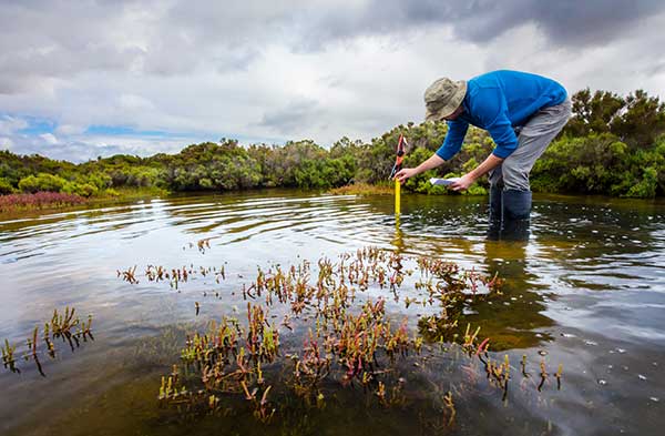 researcher sampling water in wetlands