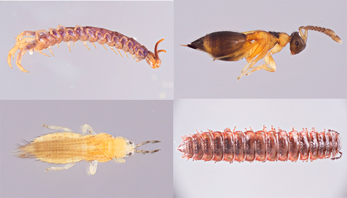 close up of four specimens including Thysanoptera, Hymenoptera,  Diplopoda, and Chilopoda from the Arthropod Collection