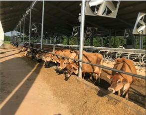 dairy cattle feeding at lamaster farm
