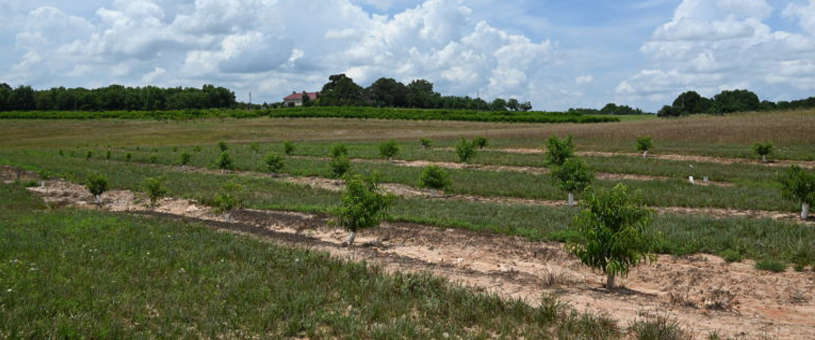 fruit trees in a field