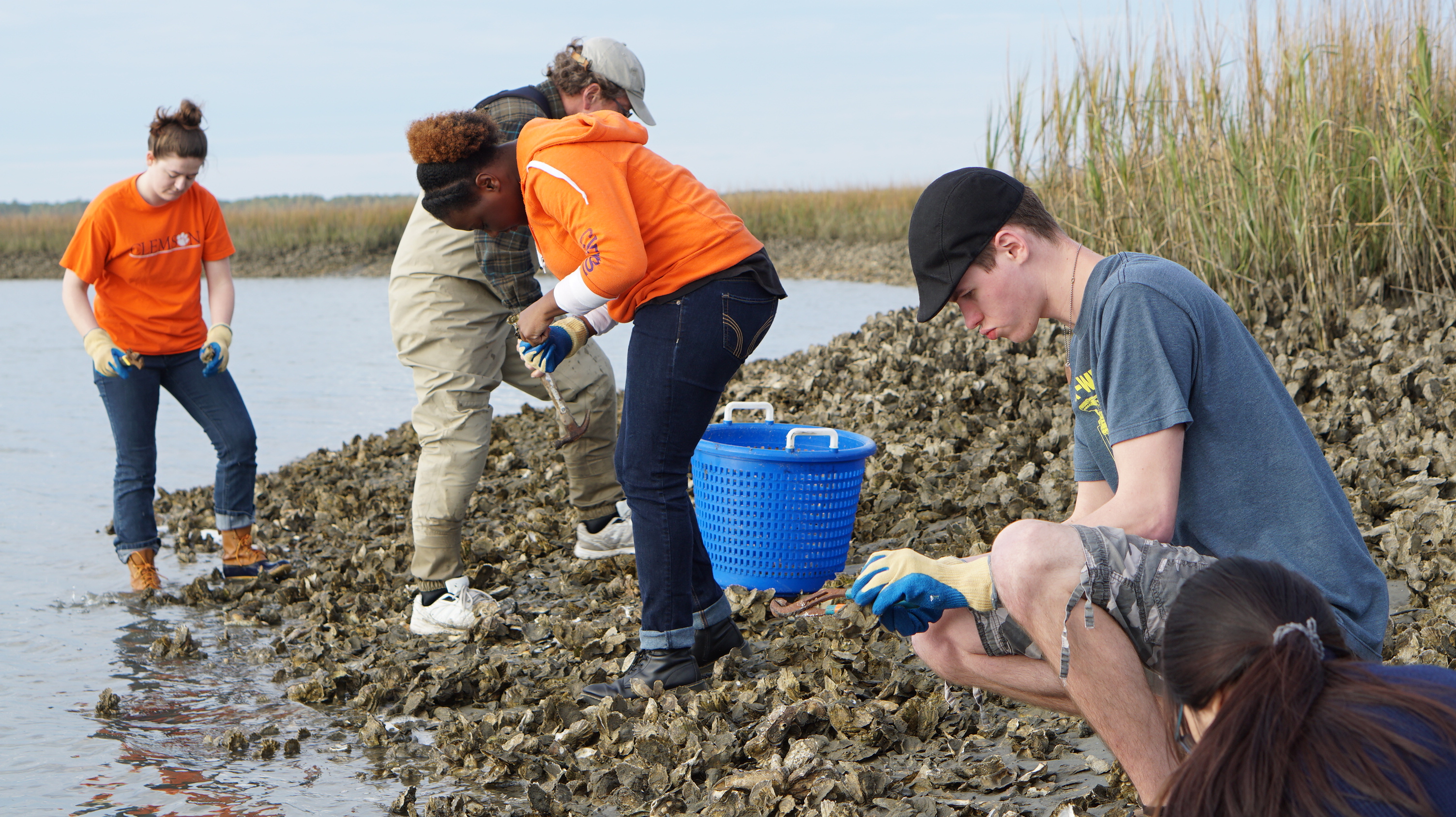 This CI team is collecting oysters in Georgetown, SC to study the impact of increased CO2 in water on oyster shell formation.