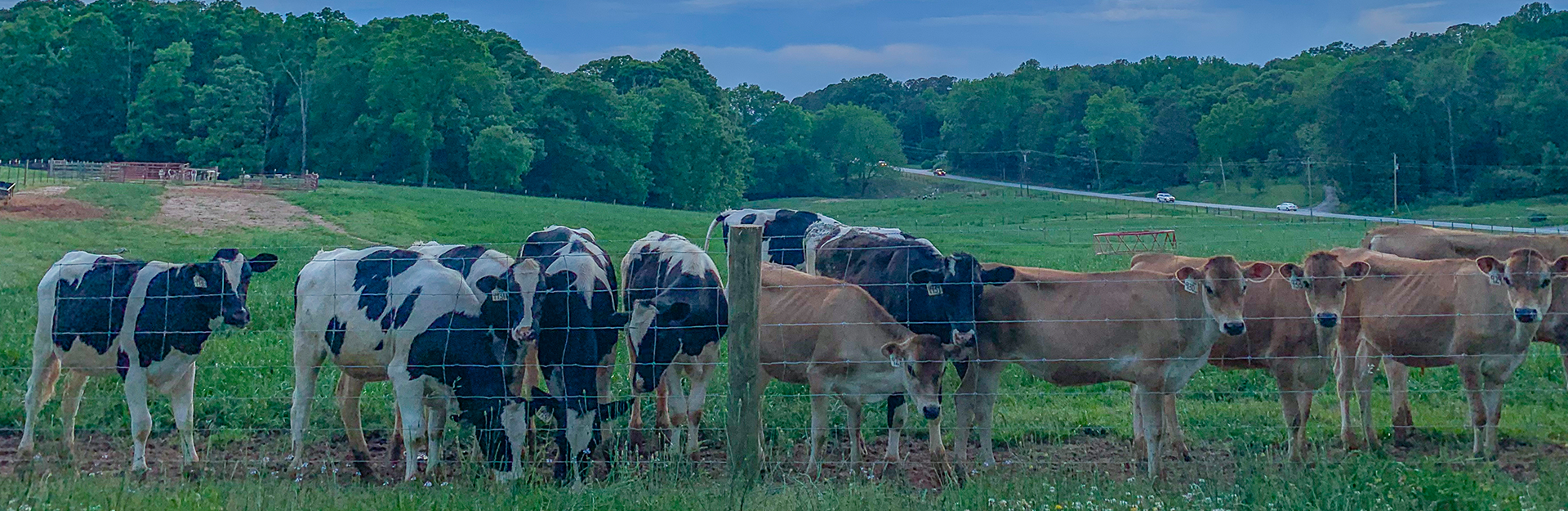Dairy cows along a fence line