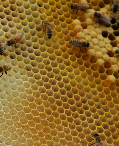 bees on frame with honeycomb
