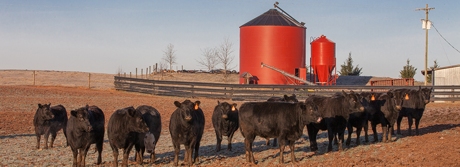 Image of beef cattle standing in front of a grian bin.