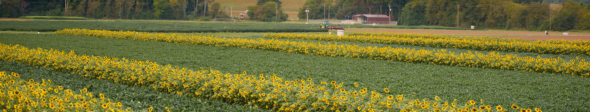 field of sunflowers at clemson university's piedmont research and education center