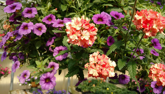 purple and orange flowers