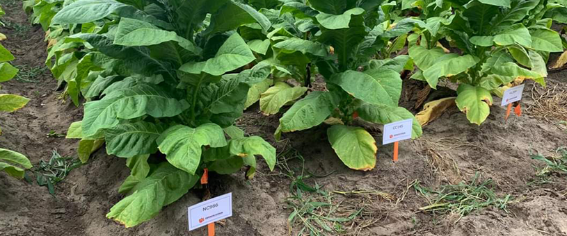 tobacco plant varities in text plots 