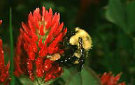 A bumble bee with a full pollen basket. Photo Source: C. S. Gorsuch, Clemson University. 