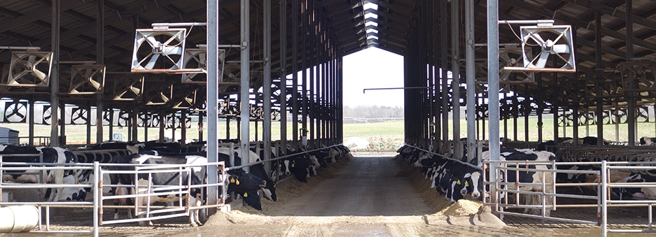 Image of a diary heifer pole barn with fans for ventilation.