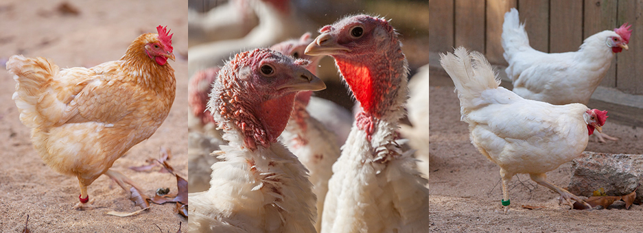 Composite of three images of chickens and turkeys.