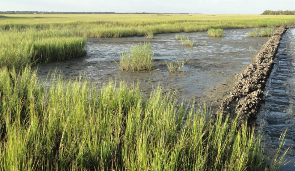 healthy shorline with marsh grass growth