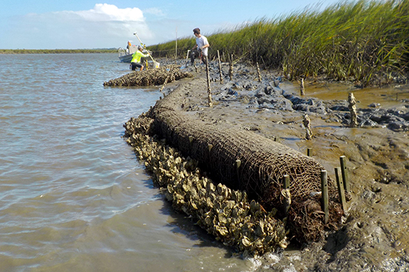 oyster growth on coir log living shoreline