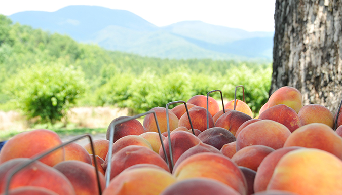 fresh picked peaches with mountains in the background