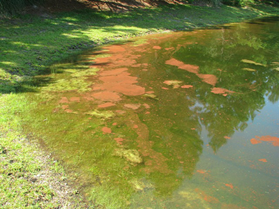 red algae euglena sanguinea bloom