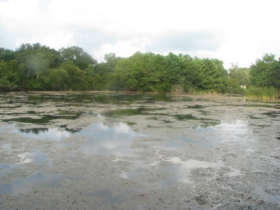 pithophora covers pond