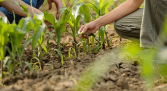 Clemson researchers kneel to examine crops in a field