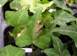 Photo of ivy exhibiting advanced symptoms of bacterial leaf spot