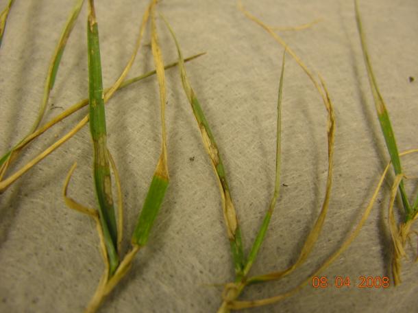 Photo of blades of fescue grass affected by brown patch