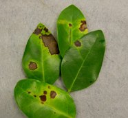 Photo of Cercospora leaf spot on ligustrum