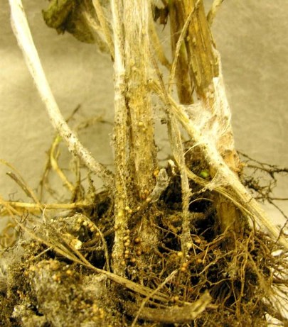 Photo of Southern Blight