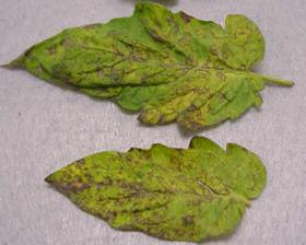 Leaf symptoms of T S W V