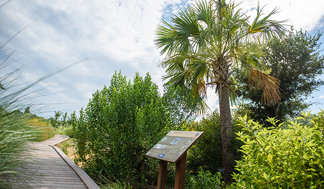 boardwalk through a palmetto ecosystem
