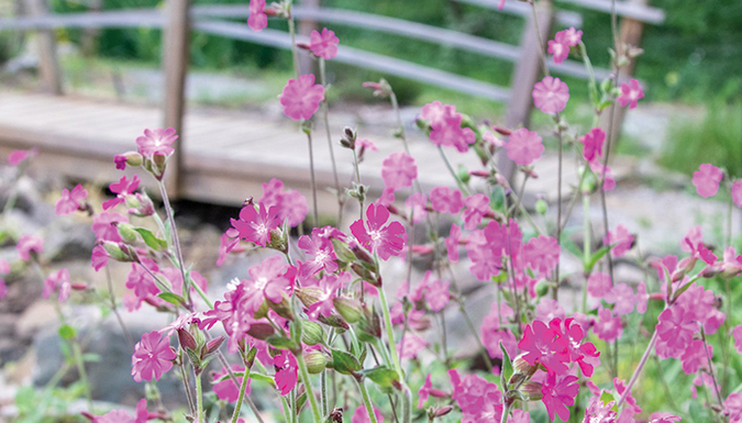red campion blooming in the childrens garden
