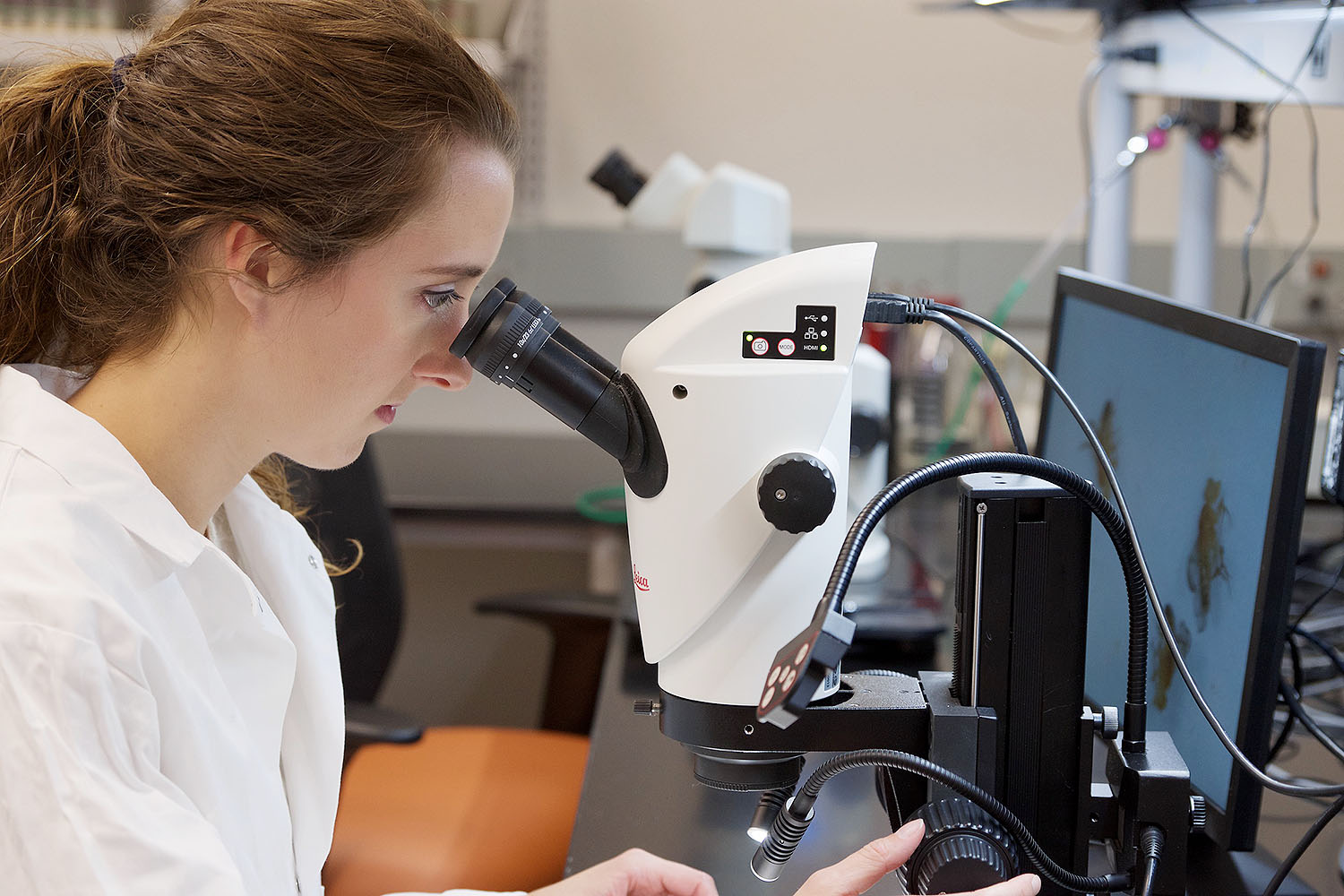Grad student working in lab using microscope.