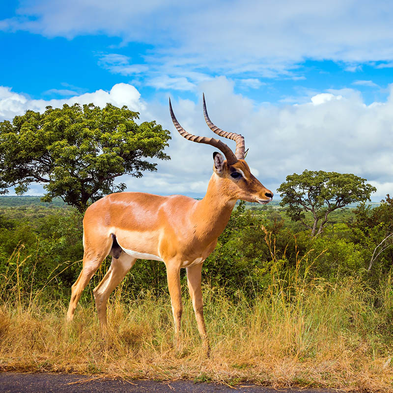 Impala, African antelope graze in green bushes.