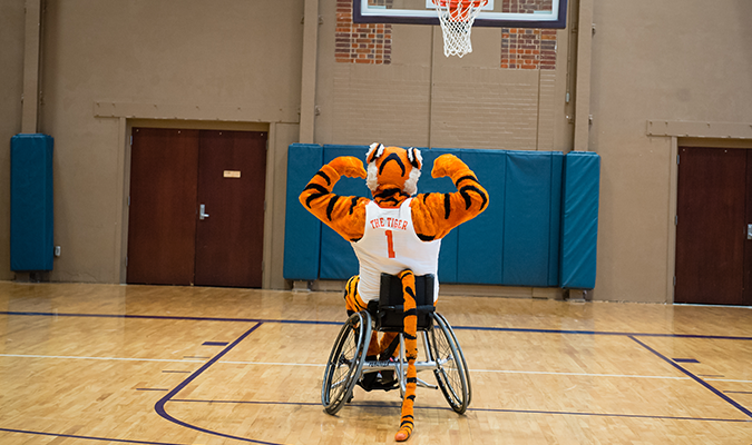 tiger mascot in a wheelchair