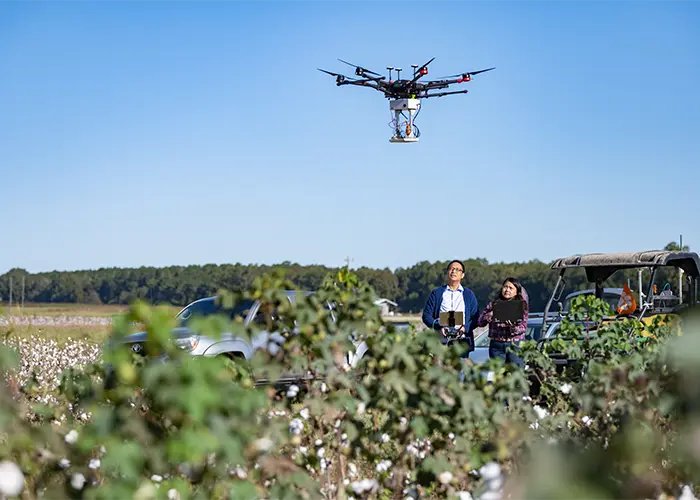 Extension researchers stand in a cotton field operating a drone used for crop research