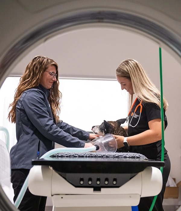 A female veterinary sciences student and an instructor care for a dog on a table in a clinic, seen through medical equipment as if preparing for a diagnostic procedure.