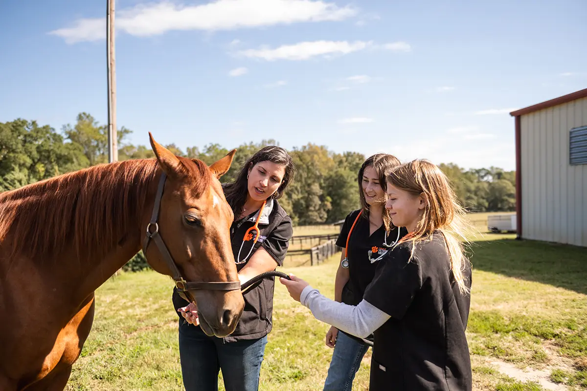 A female veterinary medicine professor stands next to a brown horse with two female veterinary medicine students outside at an equine center. All wear black medical scrub tops.