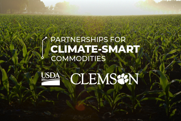 A field of green corn plants in golden sunlight is overlaid with white text that reads, “Partnership for Climate Smart Commodities” and by white wordmarks for the USDA and Clemson University.
