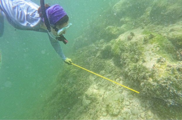 Biological sciences student Erin Griffin dives under water wearing a snorkel and mask, holding a long yellow stick that she is poking toward a rock where a lobster antenna is sticking out. 