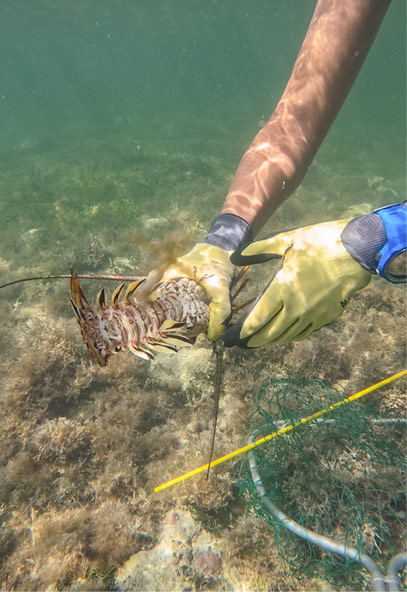 An up-close image of a person's hands, wearing yellow gloves, holding a lobster underwater. A yellow tickle stick and a net are lying on the ocean floor in the foreground. 